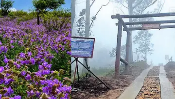 neelakurinji