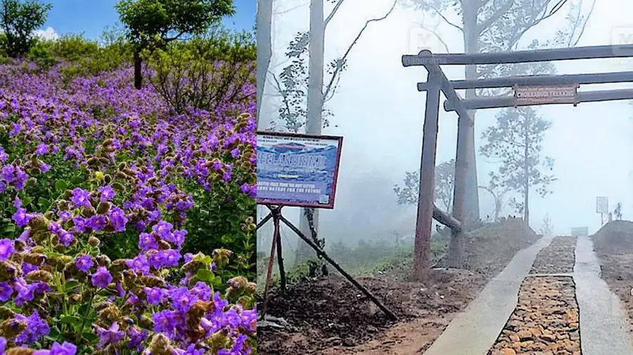 neelakurinji