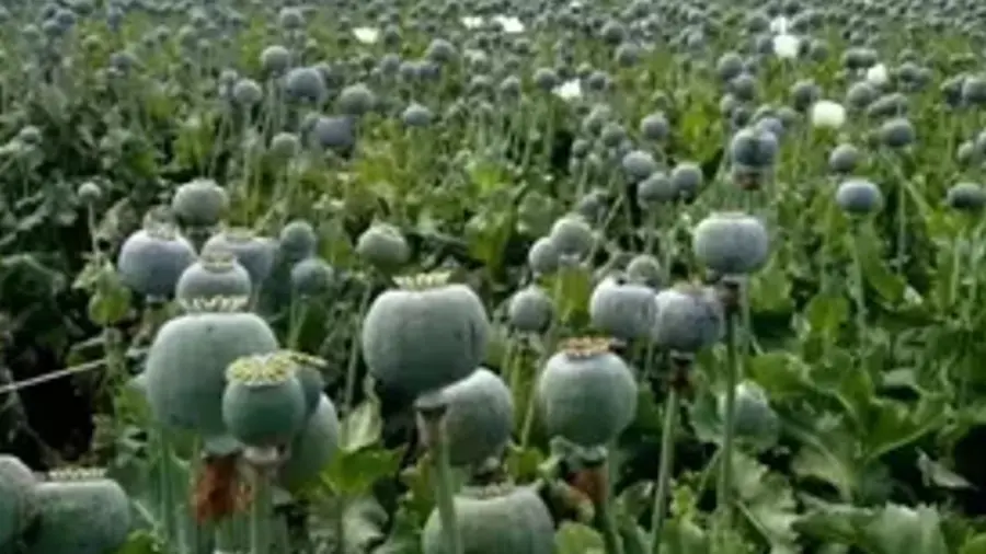 illegal opium