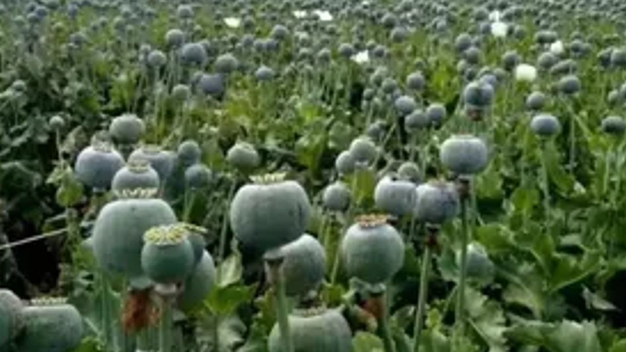 illegal opium