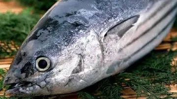 Tuna fish