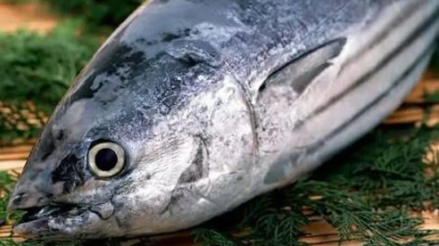 Tuna fish