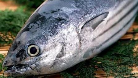 Tuna fish