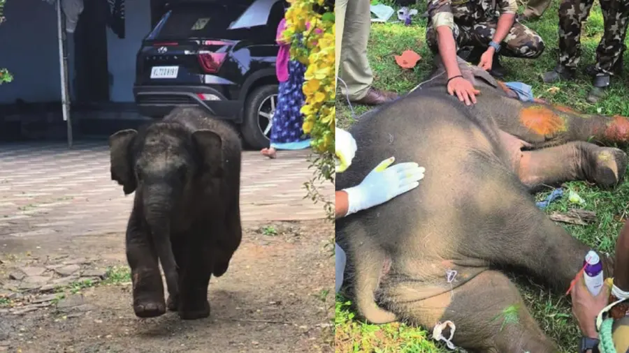 injured elephant calf