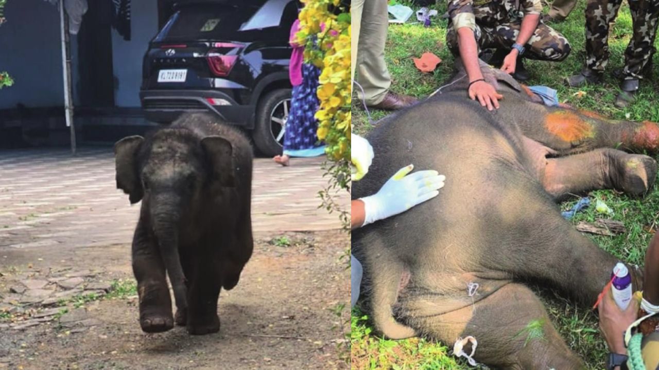 injured elephant calf