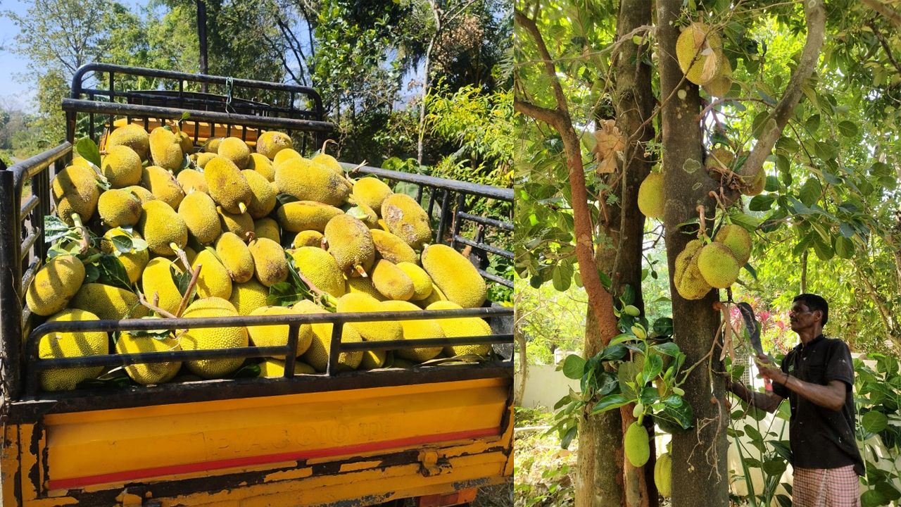jackfruit
