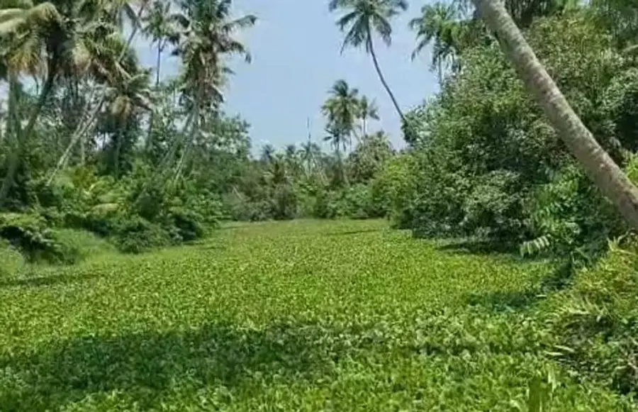 കാട്ടൂരിൽ പുഴയിൽ കുളവാഴ നിറഞ്ഞ നിലയിൽ
