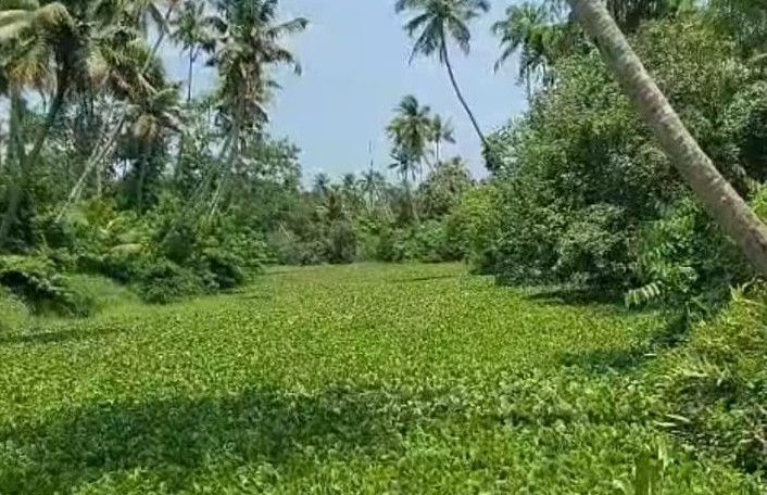 കാട്ട‍ൂരിൽ പുഴയിൽ കുളവാഴ നിറഞ്ഞ നിലയിൽ