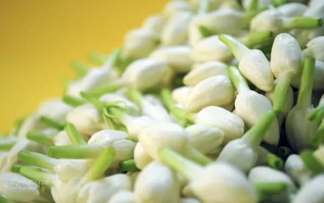 Jasmine