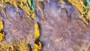 jelly fishes