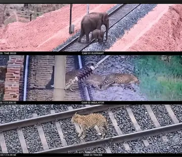വാളയാറിനും എട്ടിമടയ്-ക്കുമിടയിൽ തെർമൽ കാമറയിൽ പതിഞ്ഞ വന്യമൃഗങ്ങളുടെ ദൃശ്യങ്ങൾ (എഐ ഉപയോഗിച്ച് വലുതാക്കിയപ്പോൾ)