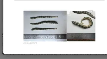 കടൽ അട്ട