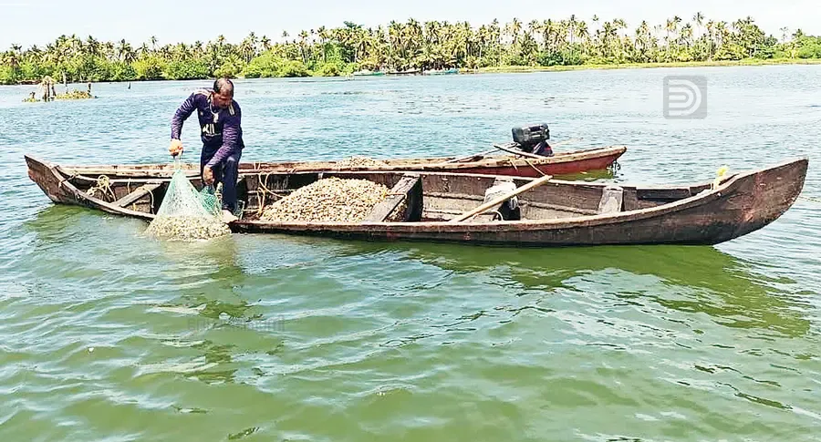 അഷ്ടമുടിക്കായലിൽ പൂവൻ കക്ക വാരലിൽ ഏർപ്പെട്ടിരിക്കുന്ന തൊഴിലാളി