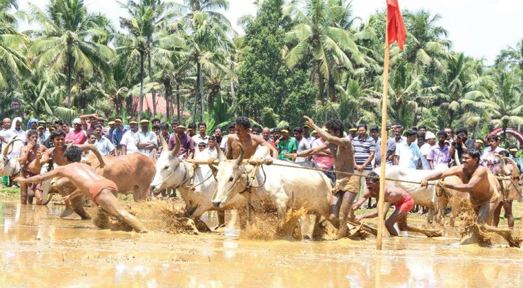 kakkoor kalavayal