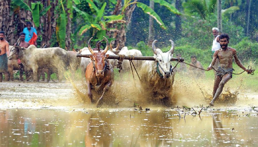 Kakkoor Kalavayal
