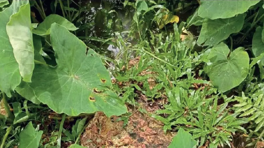 Punarjani Scam