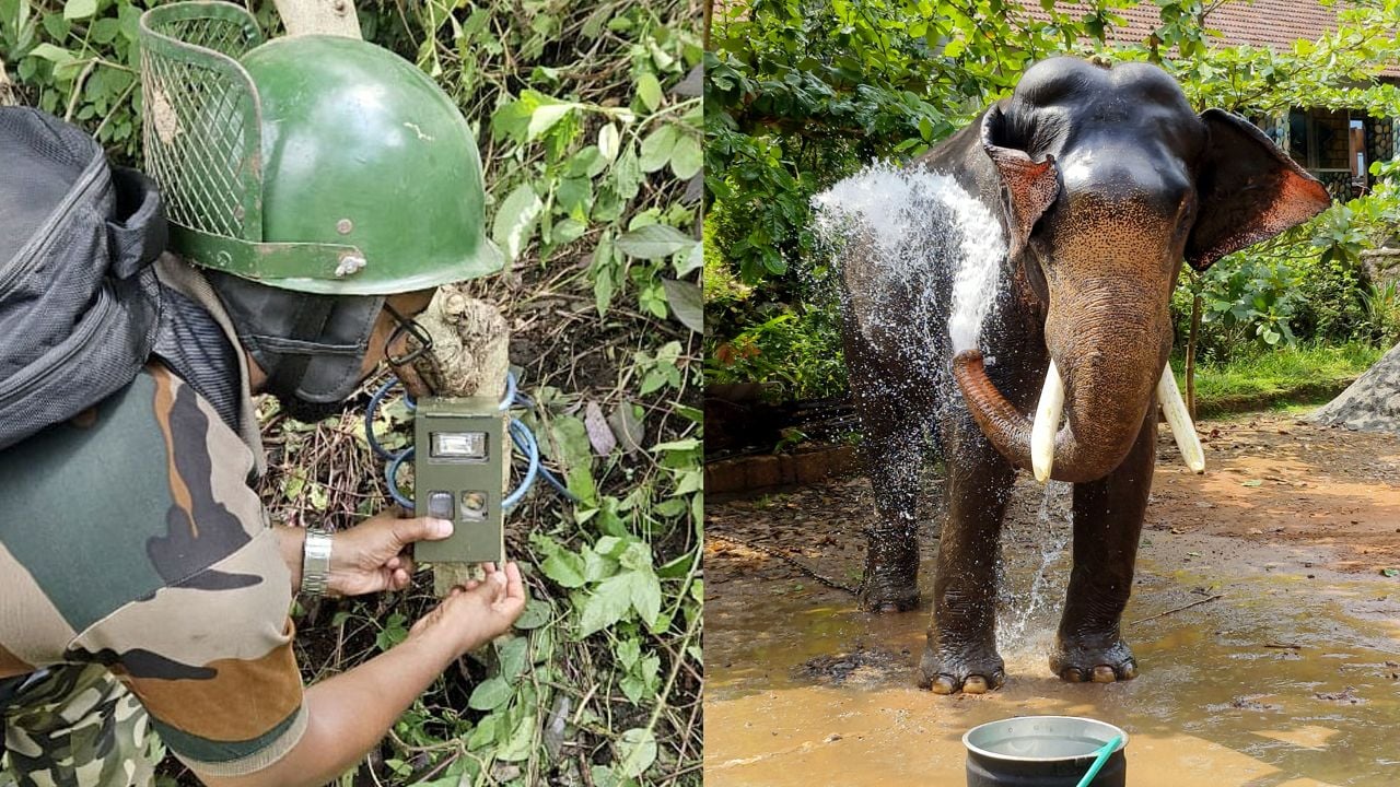 kalikavu tiger search
