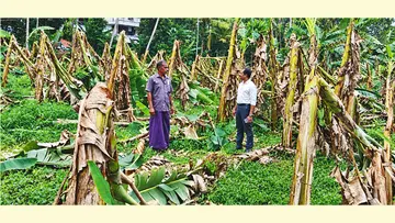 കനത്ത മഴയിലും കാറ്റിലും ഇടവാൽ ഏലായിൽ വാഴകൃഷി നശിച്ചനിലയിൽ