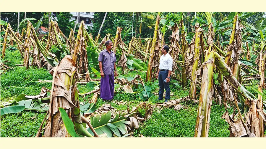 കനത്ത മഴയിലും കാറ്റിലും ഇടവാൽ ഏലായിൽ വാഴകൃഷി നശിച്ചനിലയിൽ