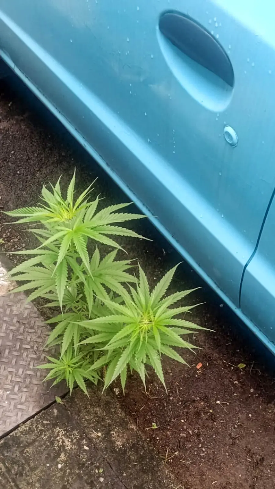Cannabis plant found