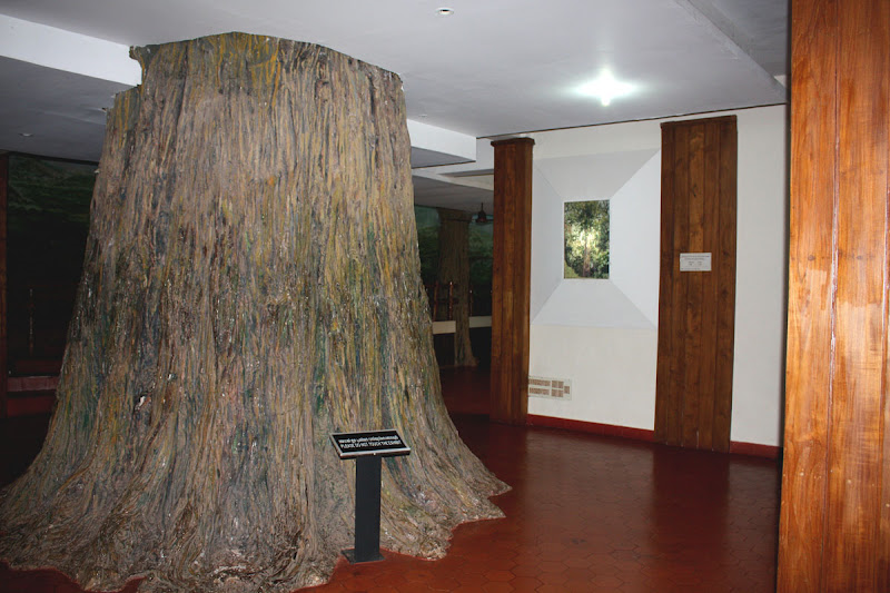 kannimara teak
