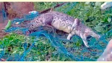 കന്യാകുമാരിയിൽ തൃപ്പരപ്പില്‍നിന്ന് പിടികൂടിയ 300 കിലോ ഭാരമുള്ള മുതല