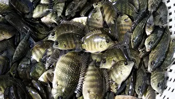 karimeen