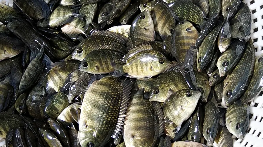 karimeen