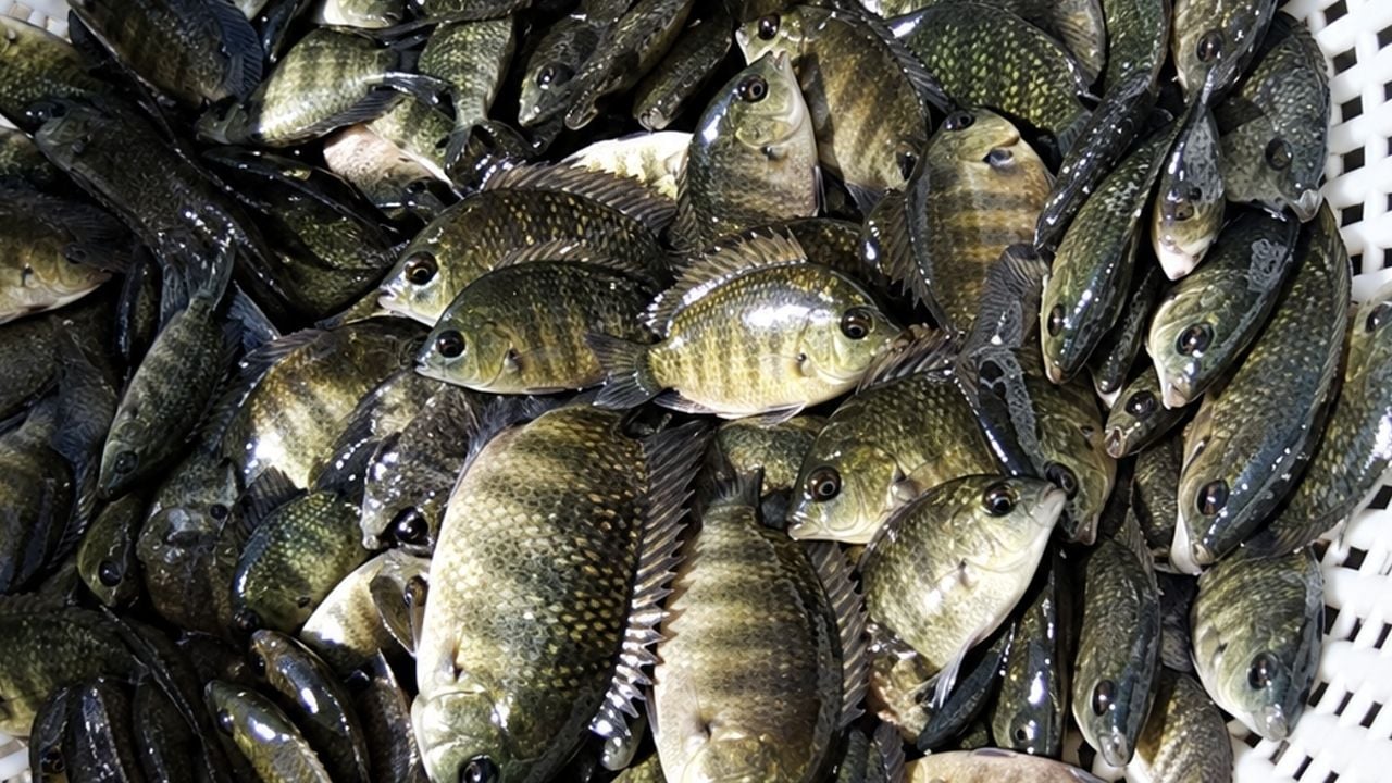 karimeen