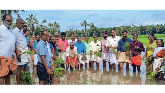 Beginning of Paddy Cultivation