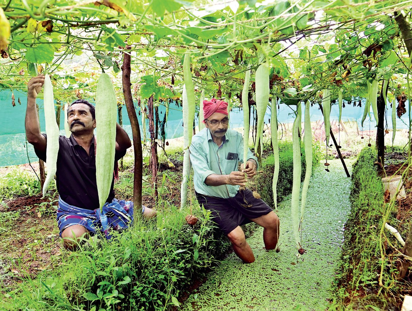 Agri