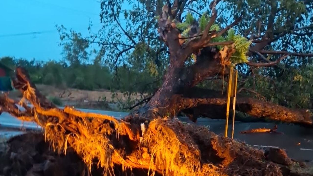 kasargod tree fell