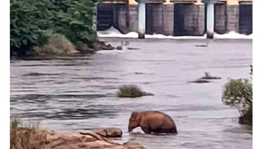wild elephant