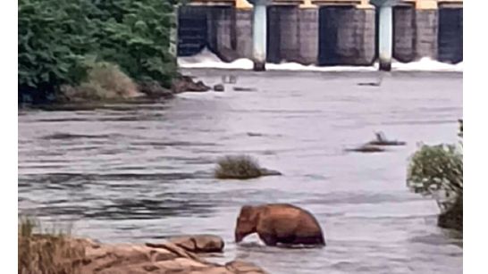 wild elephant