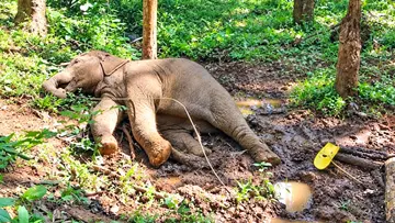 Elephant Death