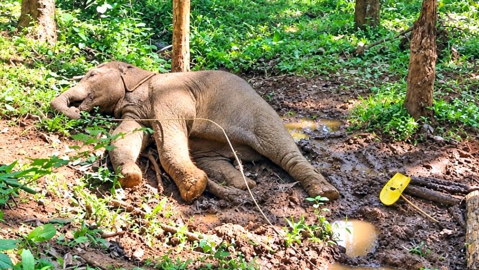 Elephant Death