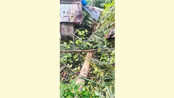 മണിതൂക്കി വാർഡിലെ കളീയ്ക്കൽ കുന്നിൽ കൃഷ്ണൻകുട്ടിയുടെ വീടിന് മുകളിൽ ആന തെങ്ങ് മറിച്ചിട്ടപ്പോൾ