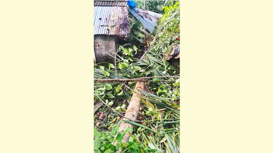 മണിതൂക്കി വാർഡിലെ കളീയ്ക്കൽ കുന്നിൽ കൃഷ്ണൻകുട്ടിയുടെ വീടിന് മുകളിൽ ആന തെങ്ങ് മറിച്ചിട്ടപ്പോൾ
