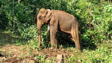 Elephant RadioCaller