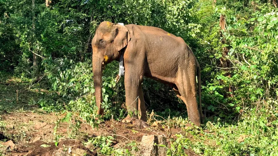 Elephant RadioCaller