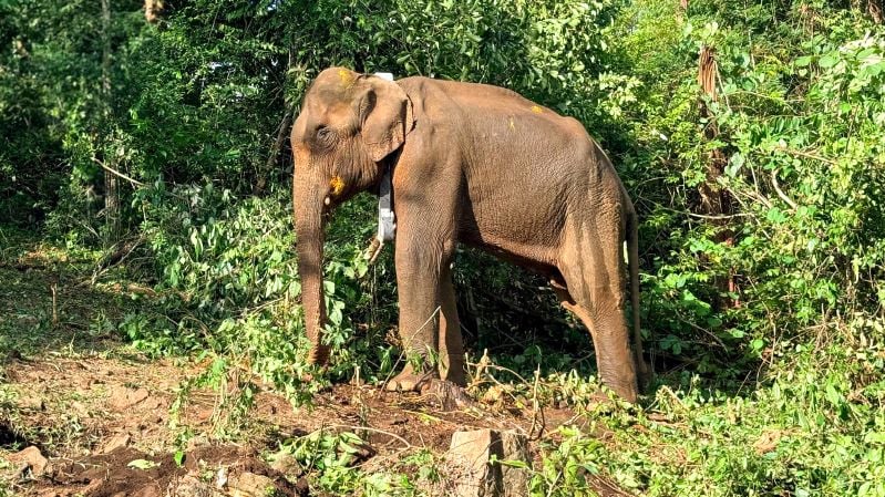 Elephant RadioCaller