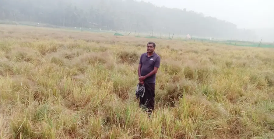 കാട്ടാന