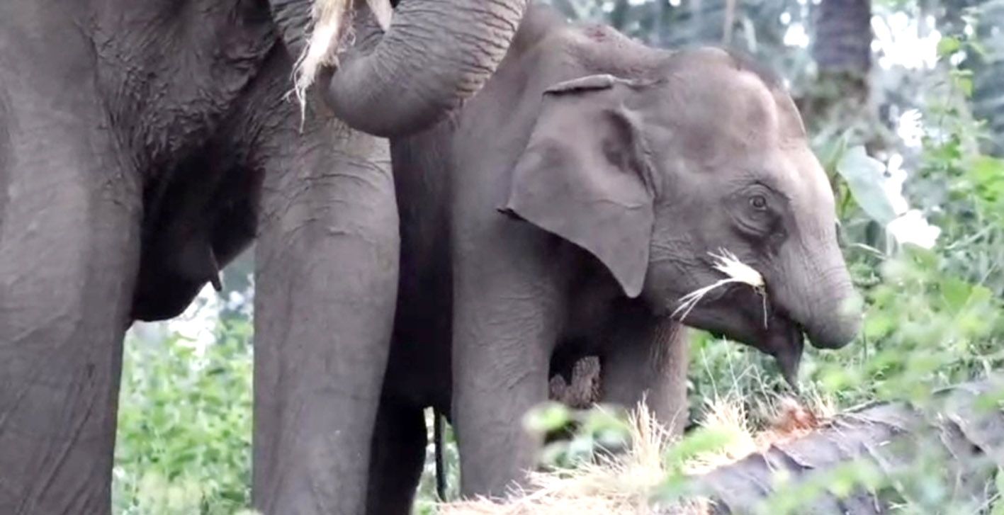 പറയന്‍പാറ തോടിന് സമീപം പ്ലാന്റേഷന്‍ എണ്ണപ്പന തോട്ടത്തിലെത്തിയ തുമ്പിക്കെെയില്ലാത്ത ആനക്കുട്ടി