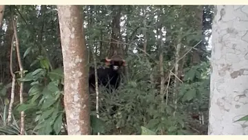 Wild Bison in Residential Area