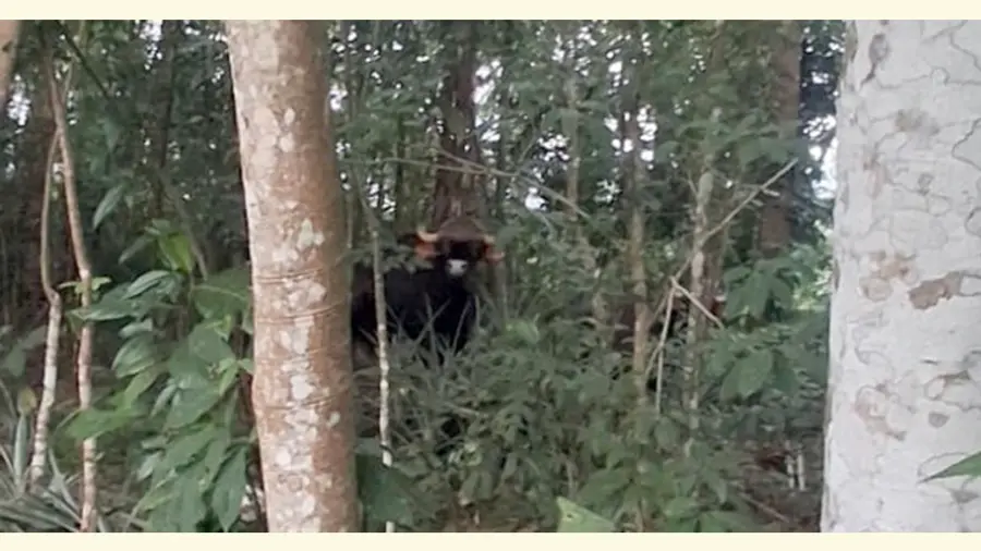 Wild Bison in Residential Area