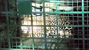 kelakam leopard