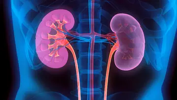 kidney