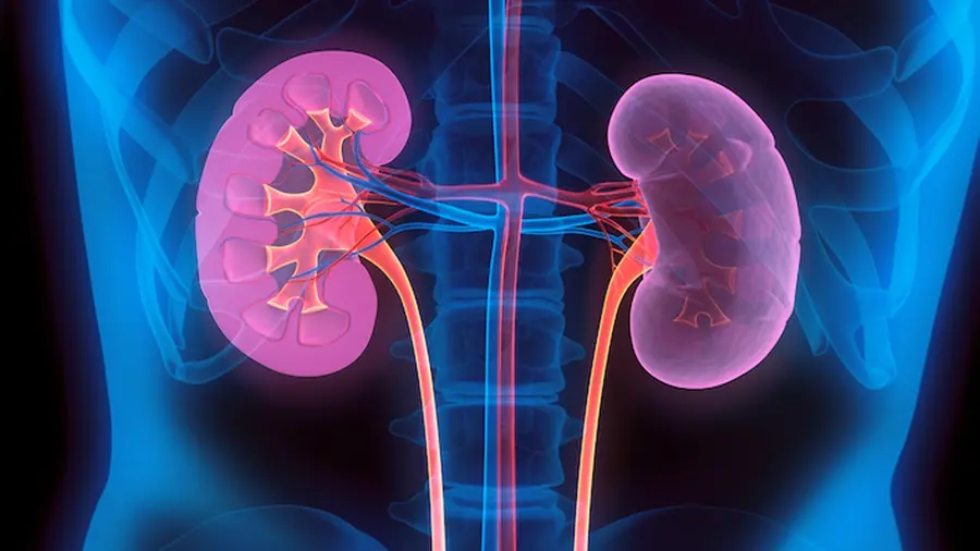 kidney