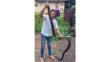 King cobra