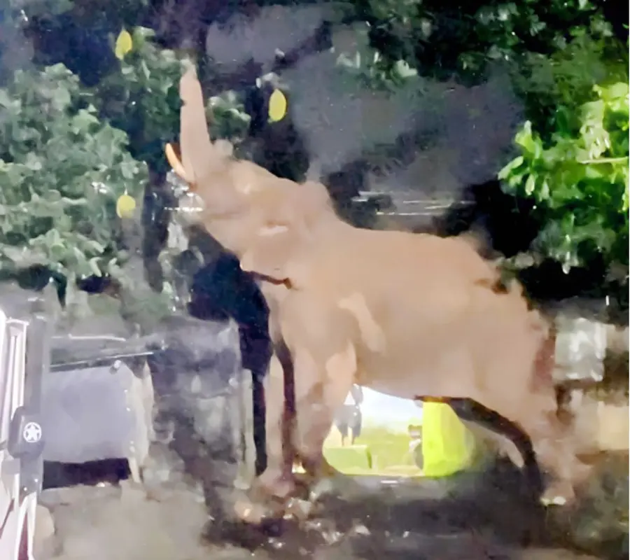 The elephant came down in Nelliampathi